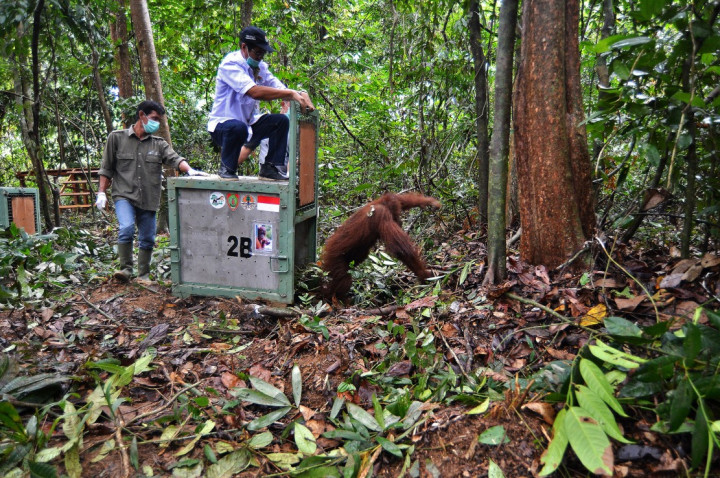 Habitat Orang Utan Berkurang