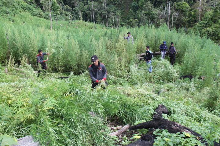 Ladang Ganja Siap Panen Ditemukan di Empat Lawang