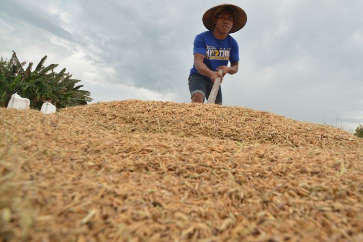 Petani Sumenep Belum Terbiasa Jual Gabah