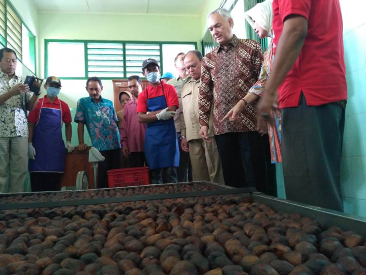 Salak Pondoh Lereng Merapi Sleman Siap Membanjiri Selandia Baru