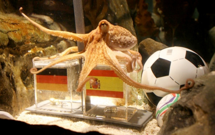 2010: Mengenang Kehebatan Paul, Gurita Peramal Piala Eropa dan Piala Dunia