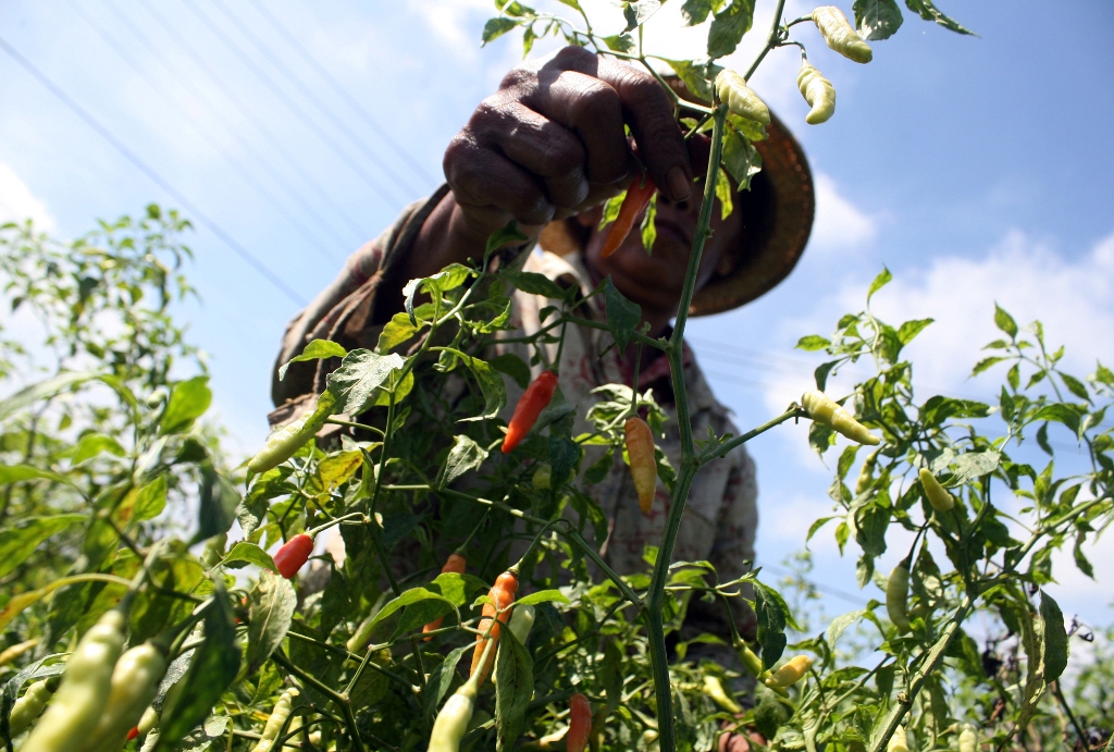 Ilustrasi. (FOTO: ANTARA/Yudhi Mahatma)