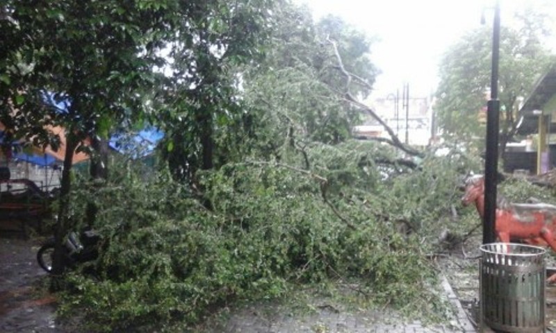 Ilustrasi pohon tumbang.  (Metrotvnews.com/Nurul Hidayat)