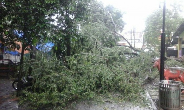 Pohon Tumbang Menimpa Taksi Pengangkut Warga Negara Jepang
