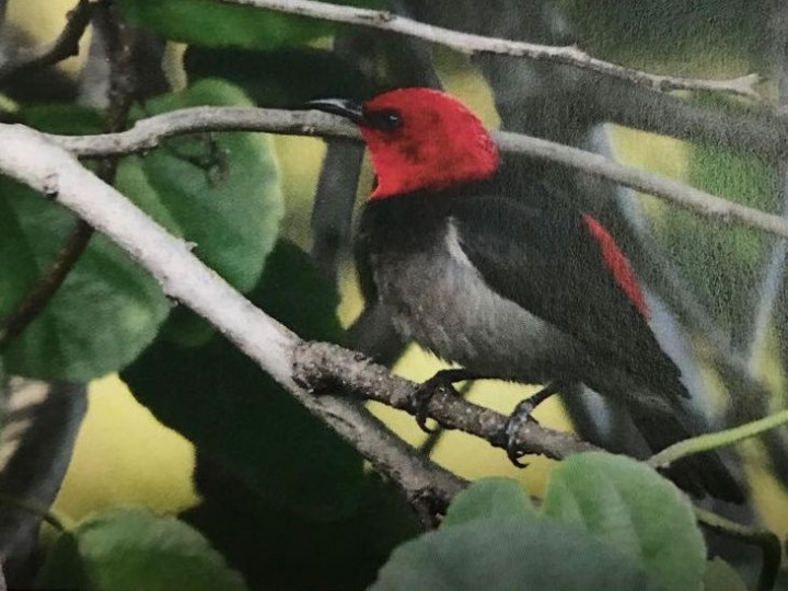 Menteri LHK Lapor Temuan Burung Jenis Baru kepada Presiden