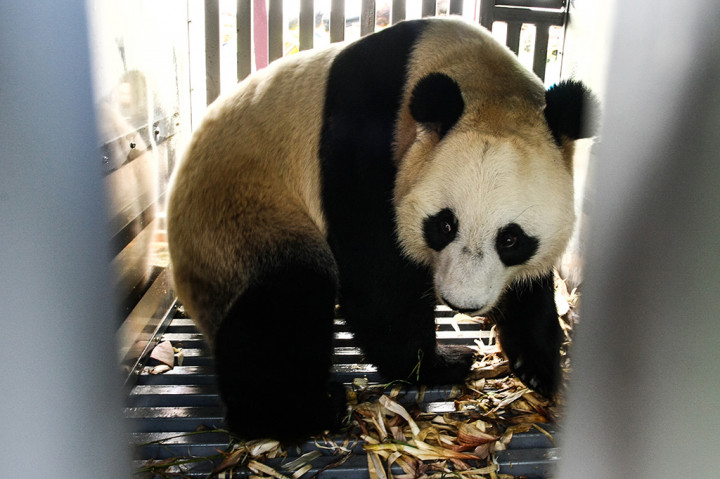 Dua Panda Asal Tiongkok di TSI Siap Sapa Warga
