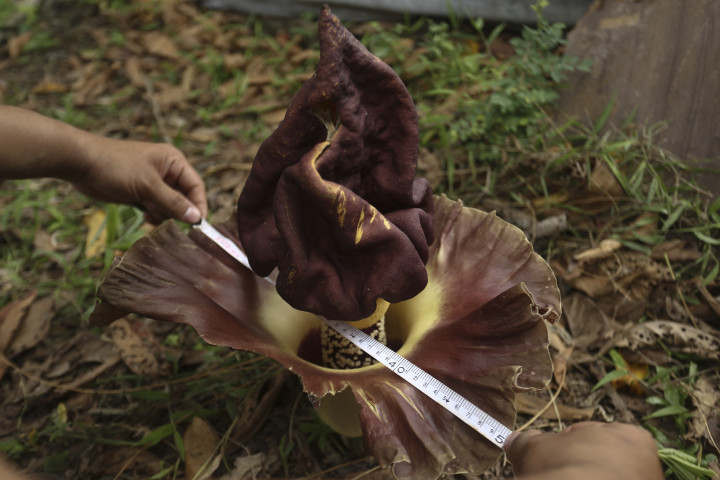 Bunga Bangkai dalam Pot Siap Mekar