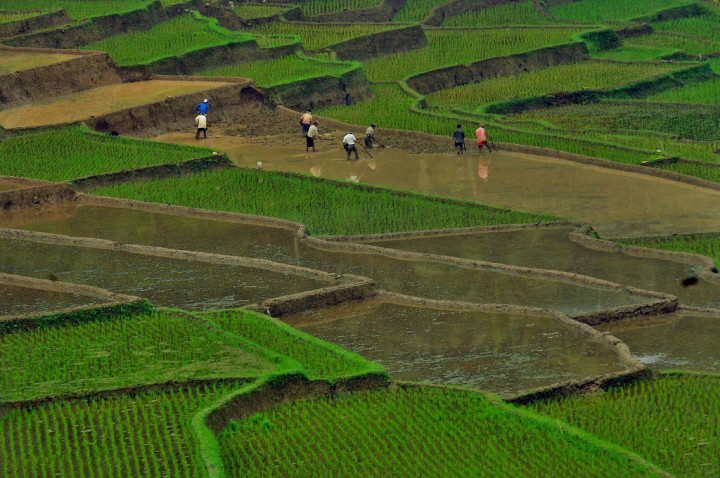 Kabupaten Tasikmalaya Mandiri Penuhi Kebutuhan Beras Warga