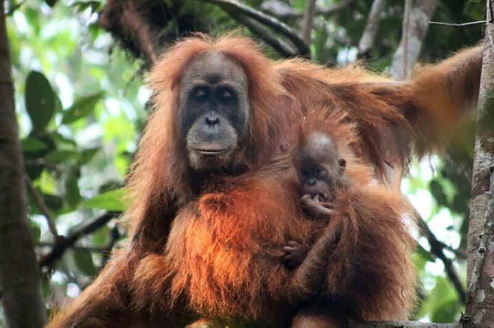 Newly Discovered Orangutan Species is Most Endangered Great Ape: Study