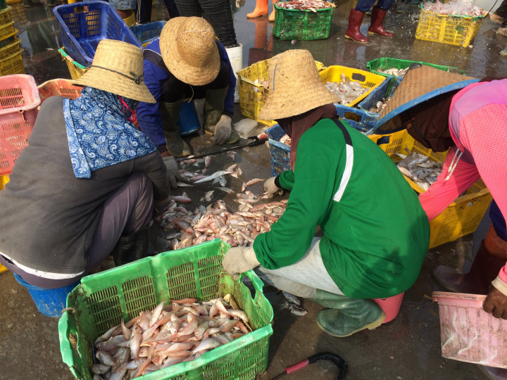 Nasib Buruh Bongkar Ikan Rembang Tergantung Cantrang