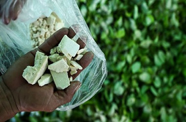 Perangi Kokain, Kolombia Buat Kesepakatan dengan PBB