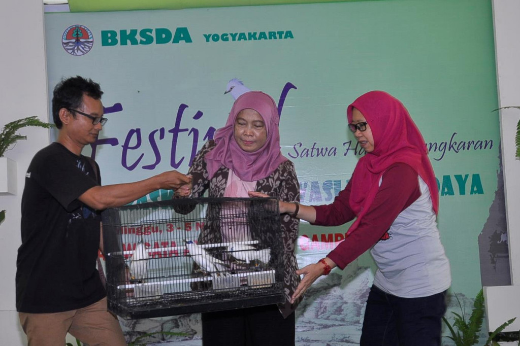 Penyerahan secara simbolis burung jalak Bali hasil penangkaran. Sebanyak 30 ekor burung jalak Bali akan dikirim ke Taman Nasional Bali Barat. Foto: Istimewa/BKSDA Yogyakarta