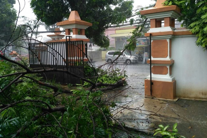 Pohon Beringin Nahas Tumbang saat Pertandingan Bola Voli