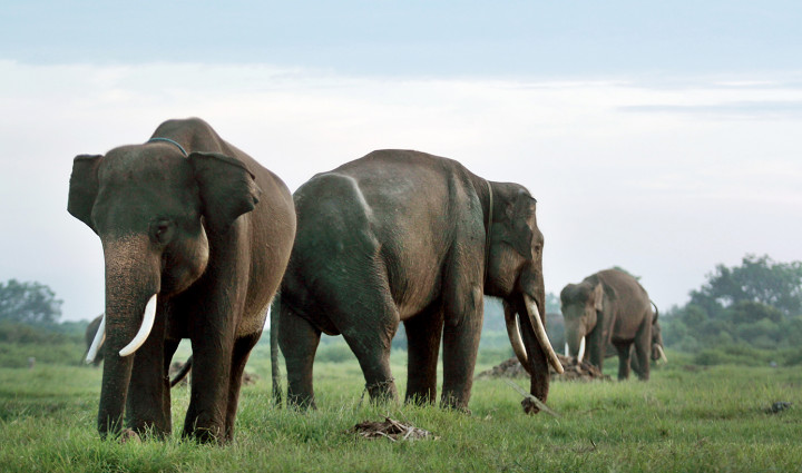 Ketua MPR Ajak Masyarakat Jaga Kelestarian Taman Nasional Way Kambas