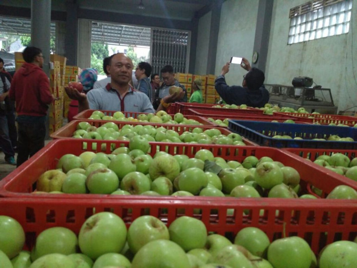 Jatuh Bangun Pengusaha UKM Apel Malang