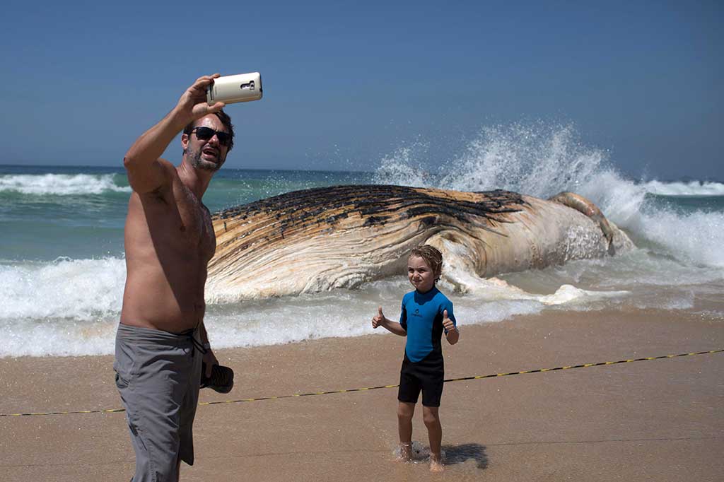 Paus Raksasa Terdampar di Pantai Ipanema Brasil