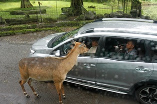 Interaksi Pengunjung dan Satwa di Lembaga Konservasi Akan Diperketat