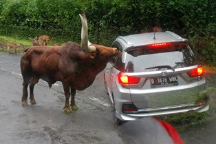 Permintaan Maaf Dinilai tak Menjerakan Pelaku yang Menyakiti Satwa