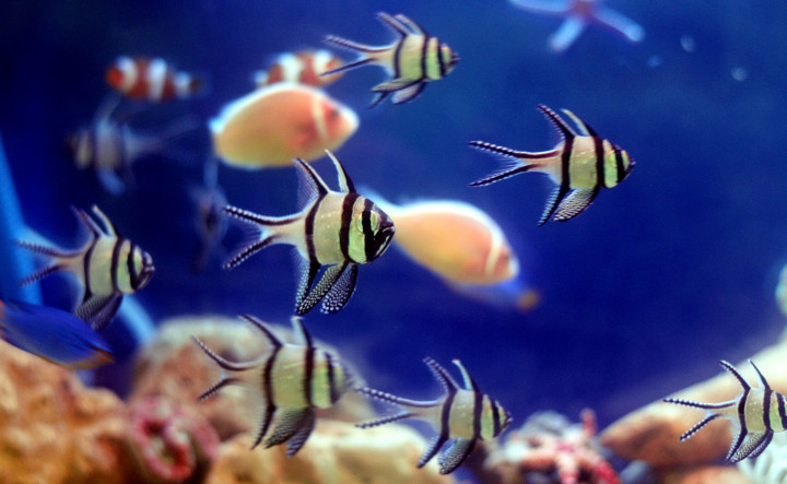 Ambon Disiapkan jadi Sentra Ikan Hias