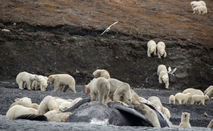 Polar Bears Crowd on Russian Island in Sign of Arctic Change
