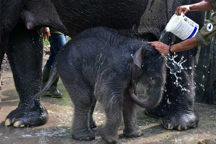 Gajah Tesso Nilo Lahirkan Bayi Jantan