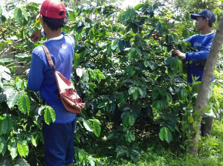 Tak Perlu Diet Ketat, Minum Kopi Juga Sanggup Turunkan Berat Badan