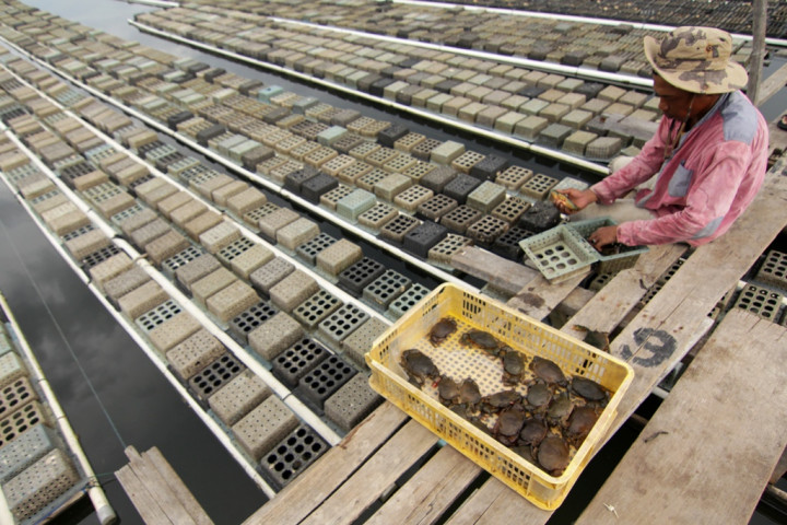 Kepiting Lebih Menjanjikan Dijual ke Malaysia