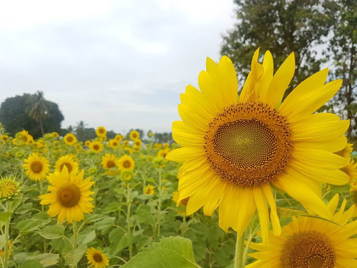Sunflower Festival, Destinasi Wajib saat Melancong ke Thailand