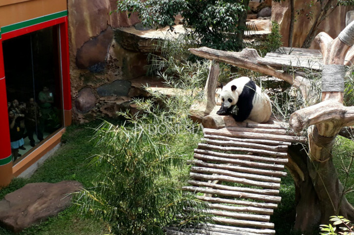 Wakil PM Tiongkok Jenguk Panda Cai Tao dan Hu Chun di TSI