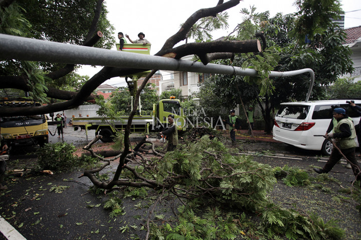 Pohon Tumbang di Jakpus Timpa Lampu Jalan dan Sebuah Mobil