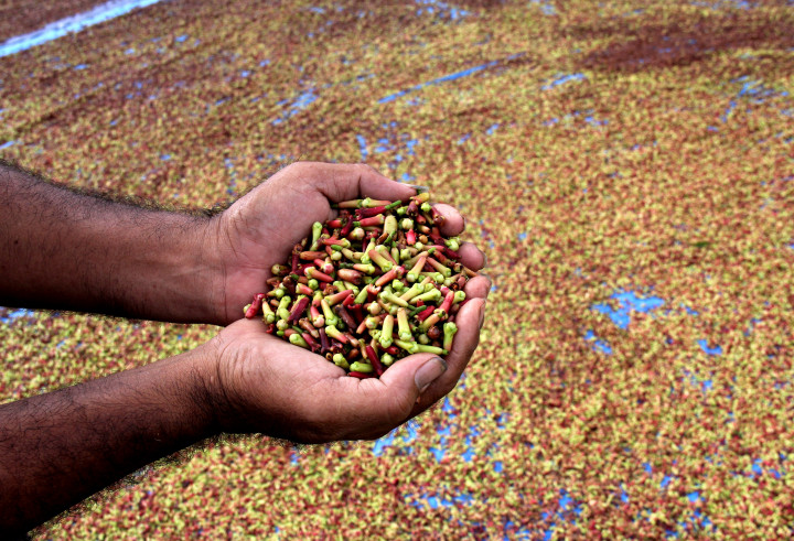 Cuaca Sebabkan Harga Cengkeh Kendari Anjlok