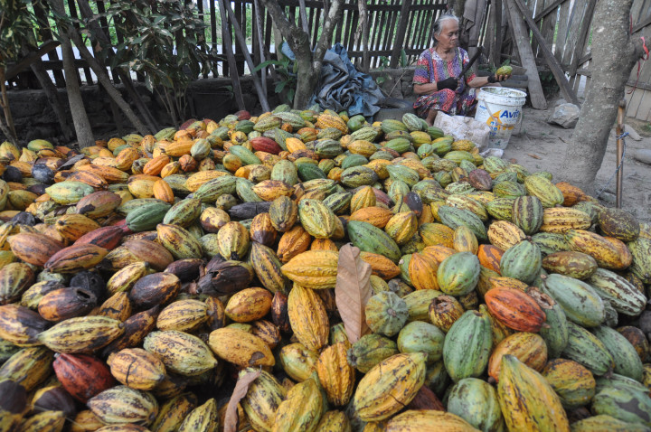 Sulteng Penghasil Kakao Terbesar Nasional
