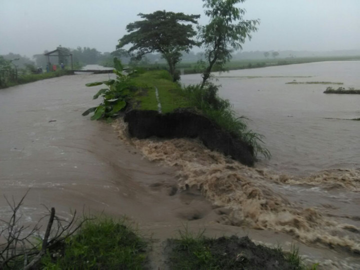 Sawah di Kulon Progo dan Bantul Paling Parah Terimbas Banjir