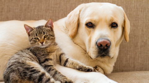 Anjing Dan Kucing Siapa Lebih Pintar