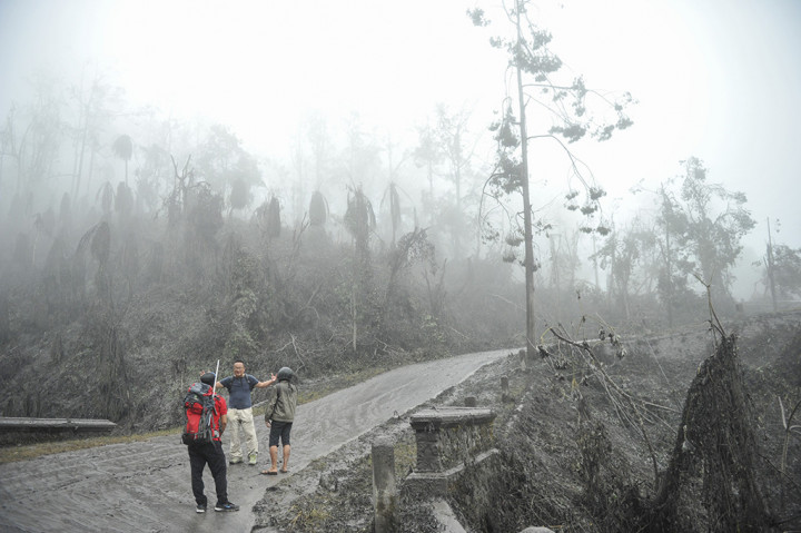 Tumbuhan di Karangasem Mati Akibat Abu Vulkanik Gunung Agung