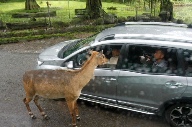 Taman Safari Serius Perkarakan Pemberi Minuman Keras ke Binatang