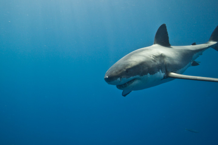 Nelayan NTB Tangkap 8.006 Ekor Hiu