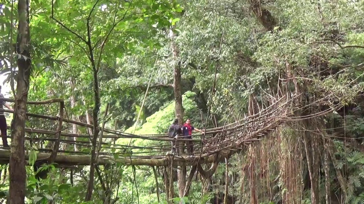 Menyusuri Jembatan Akar 50 Meter di India Timur Laut