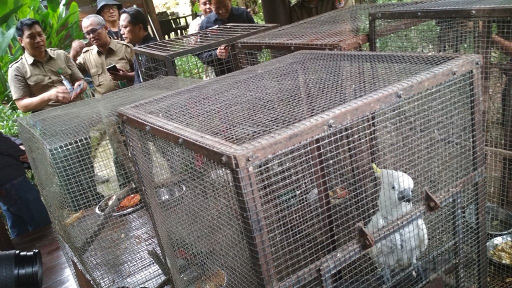 Petugas KLHK Sulawesi mengkarantina hasil sitaan satwa dilindungi