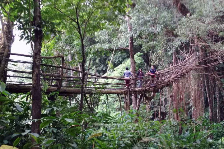 Jembatan Akar Terpanjang di Dunia Ada di Meghalaya