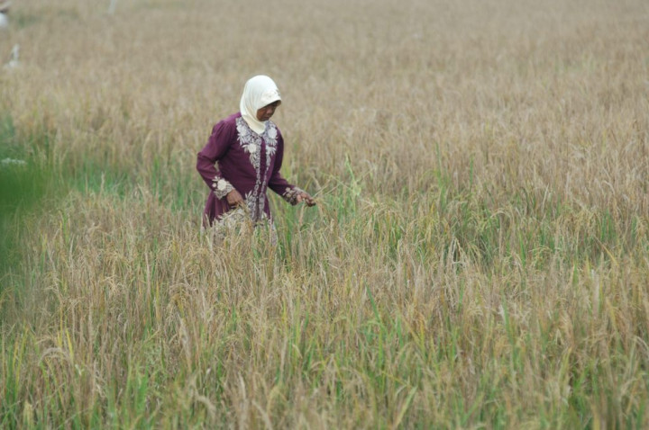 Pertanian di Kulon Progo Merugi Rp3,5 Miliar Akibat Gagal Panen