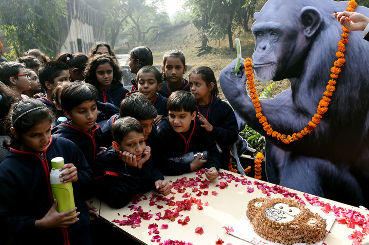 Simpanse di India Rayakan Ulang Tahun ke-58