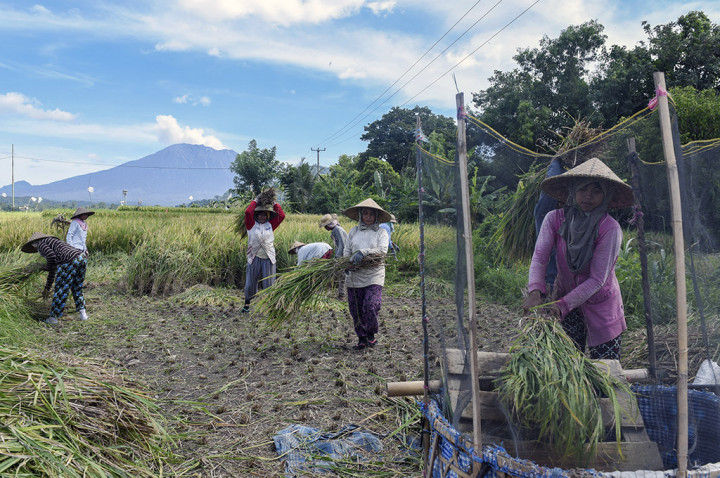 Erupsi Gunung Agung Merusak 302 Hektare Sawah