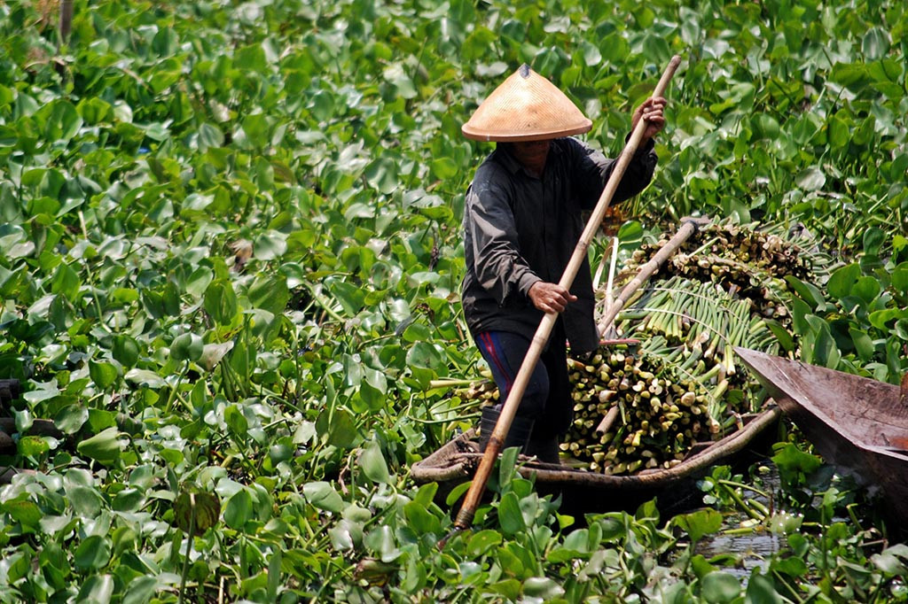 Cara Kreatif Manfaatkan Gulma Rawa Pening