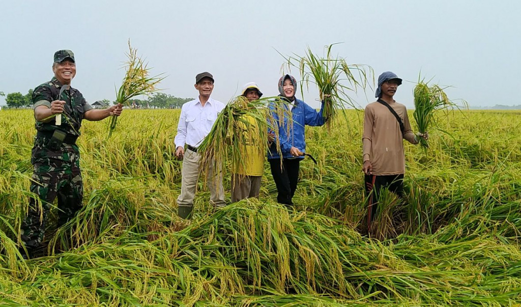Panen Padi di Kabupaten Karawang Melimpah - Medcom.id