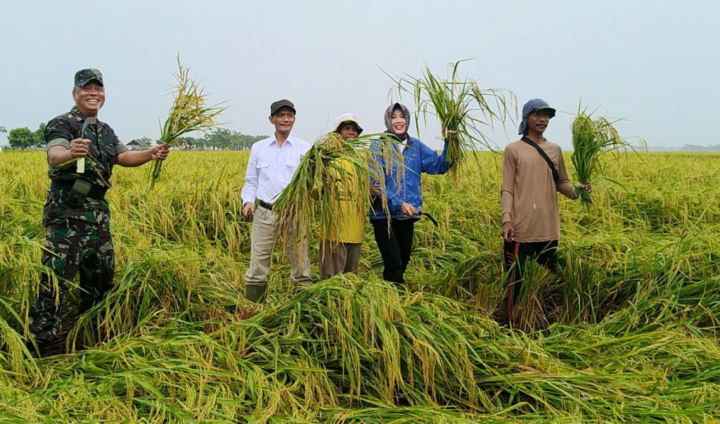 Paling Populer 30 Gambar Orang Panen Padi Di Sawah - Foto Pemandangan HD