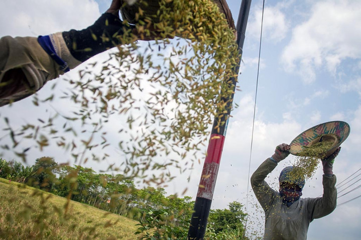 Beras Cadangan Musim Paceklik Mulai Dibagikan