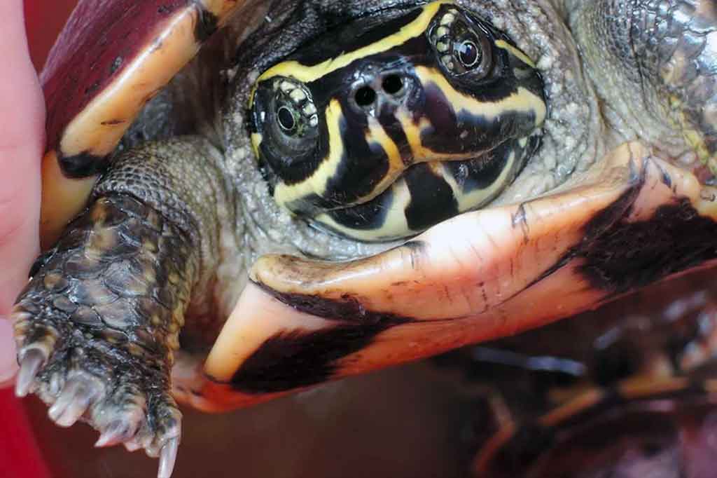 Lebih 100 Spesies Baru Ditemukan di Wilayah Mekong