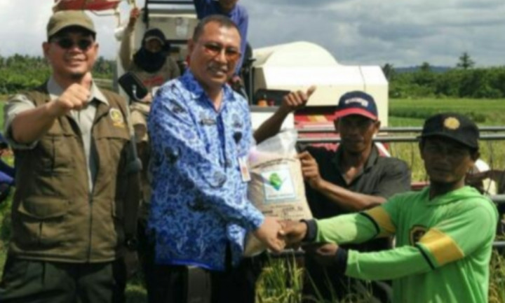 Musim Paceklik, Halmahera Utara Panen Padi Setiap Hari