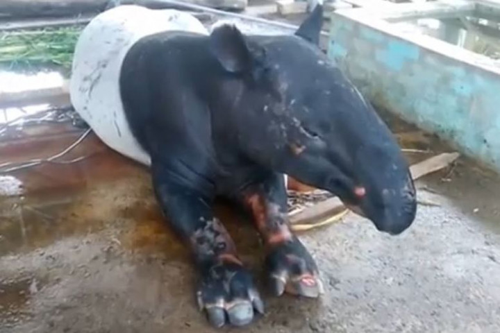 Dikira Babi Hutan, Warga Tangkap Tapir di Kuburan Cina Labusel